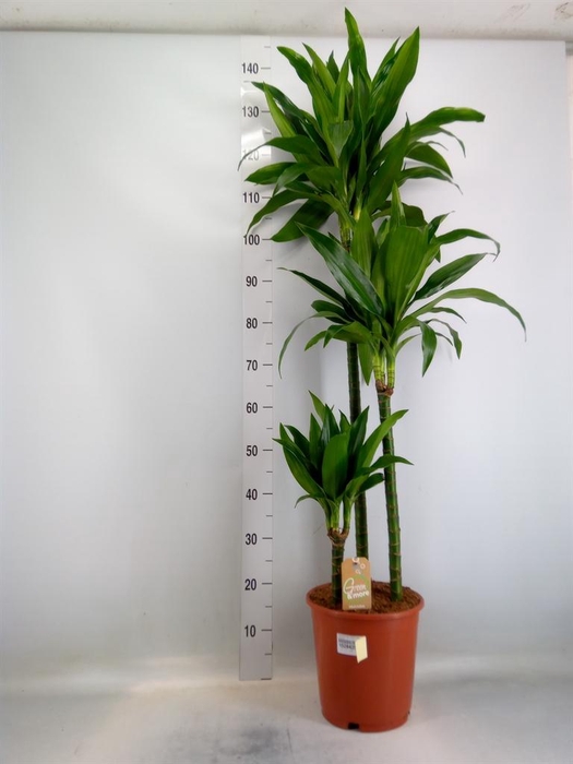 <h4>Dracaena frag. 'Janet Craig'</h4>