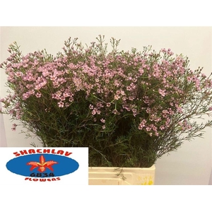 CHAME UN JUPITER SOL