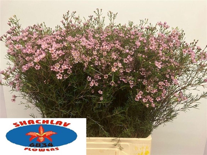 <h4>CHAME UN JUPITER SOL</h4>