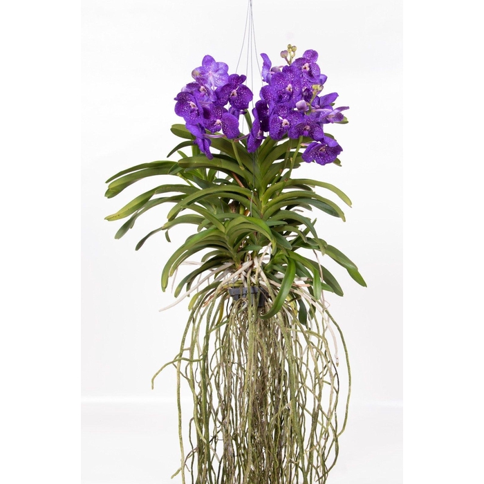 <h4>Vanda hybriden (Cites) 40Ø 80cm</h4>