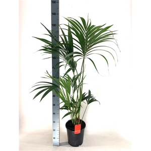 KENTIA - P24 H130 - 5PP - EcoLine (Howea forsteriana