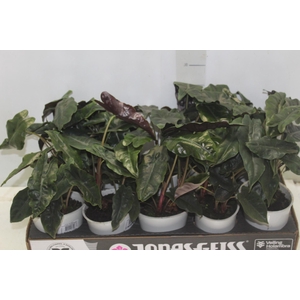 ALOCASIA CHANTRIERI P12