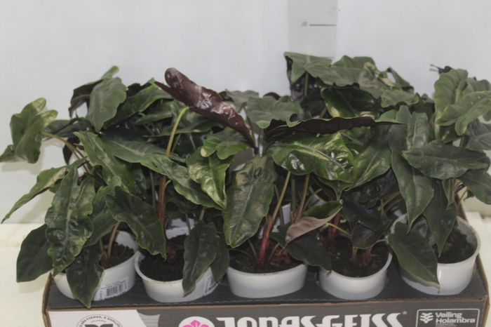 <h4>ALOCASIA CHANTRIERI P12</h4>