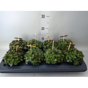 Callisia repens 'Turtle'