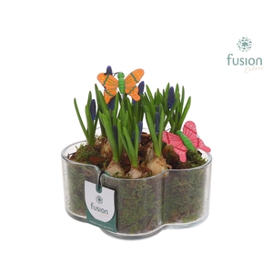 Glazen Bloemschaalmet Muscari