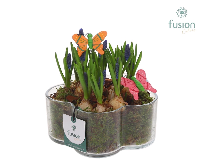 <h4>Glazen Bloemschaalmet Muscari</h4>