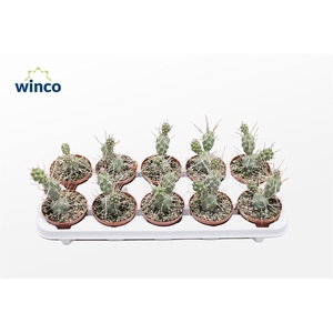 Tephrocactus Aoracanthus