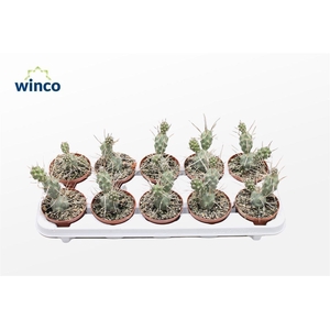 Tephrocactus Aoracanthus