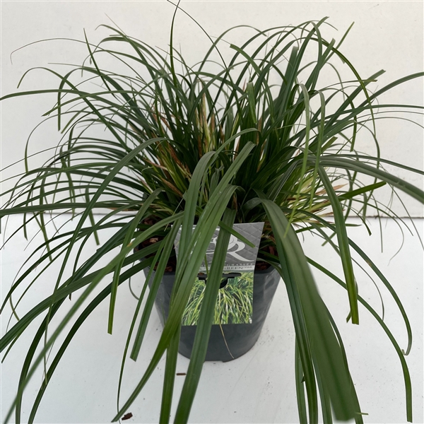 <h4>Carex 'Evergreen'</h4>