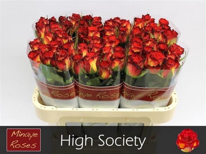 <h4>R Gr High Society Minaye</h4>