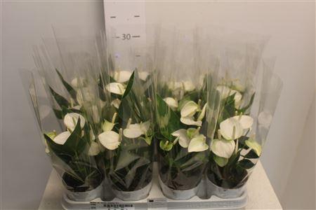 <h4>Anthu An White Champ 3+</h4>
