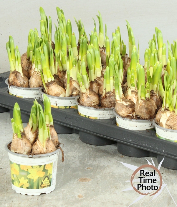 <h4>NARC O TETE A TETE</h4>