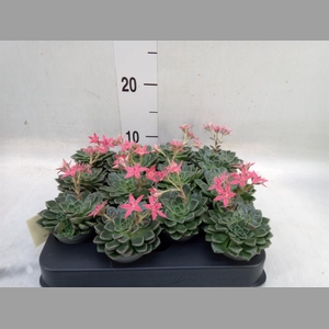 Graptopetalum tacitus   ...bloeiend