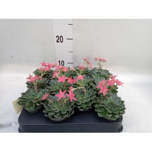 Graptopetalum tacitus   ...bloeiend