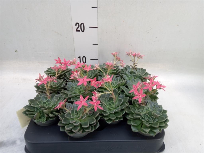 <h4>Graptopetalum tacitus   ...bloeiend</h4>