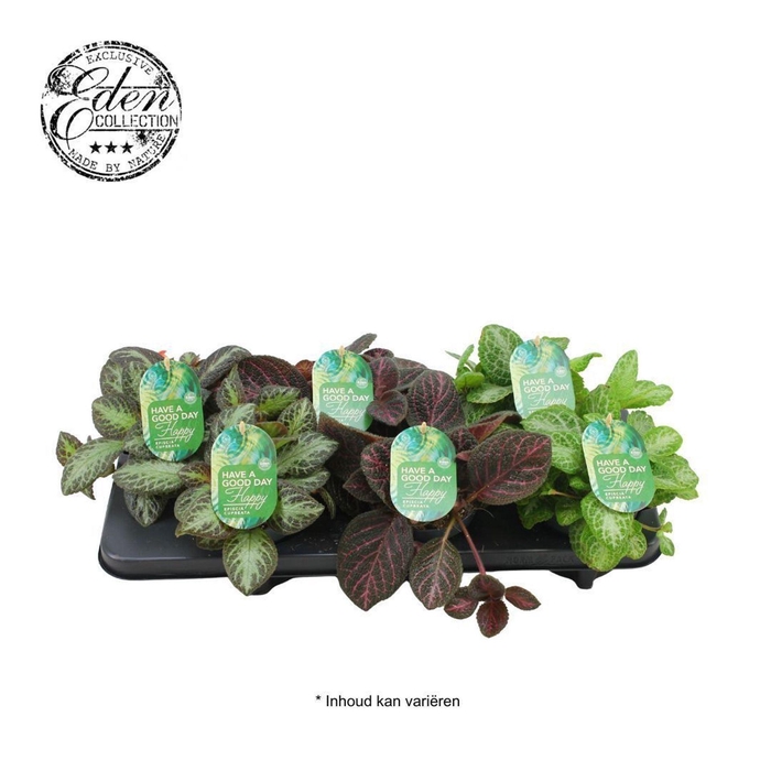 <h4>kamerplanten</h4>