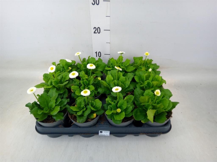 <h4>Bellis perennis</h4>