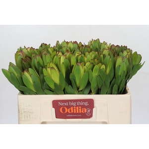 Leucadendron Goldstrike