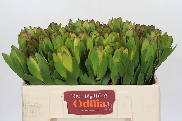 <h4>Leucadendron Goldstrike</h4>