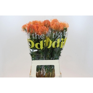 Nutans Ayoba Mandarin Zest