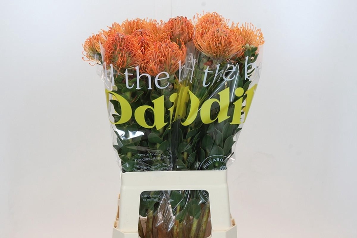 <h4>Nutans Ayoba Mandarin Zest</h4>