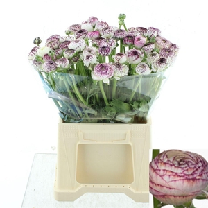 RAN ANDREA CAPPUCCIN