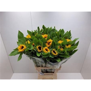 HELI VINCENTS CHOICE