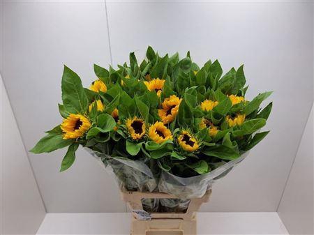 <h4>HELI VINCENTS CHOICE</h4>