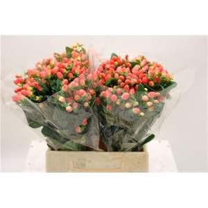 Hyp Mag Royal Princess