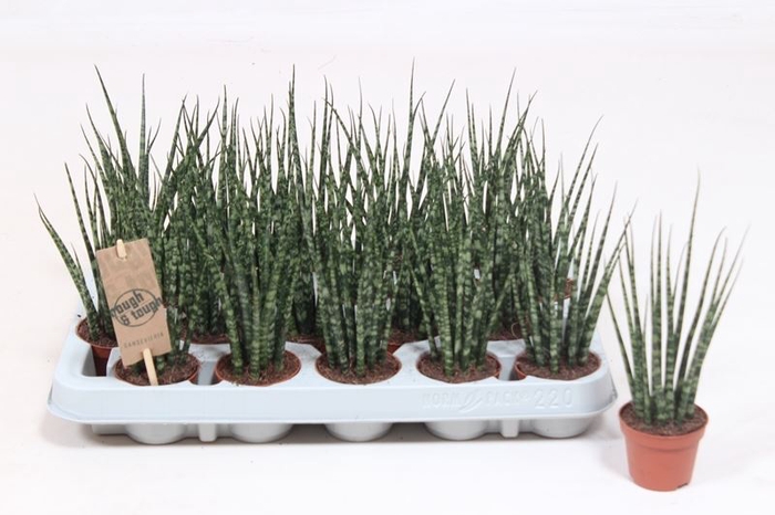 <h4>Sansevieria  'Fernwood'</h4>
