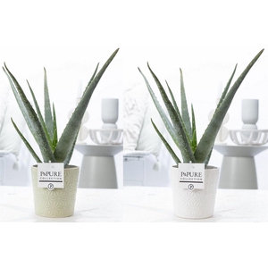 Aloe Vera Keramiek Juliette