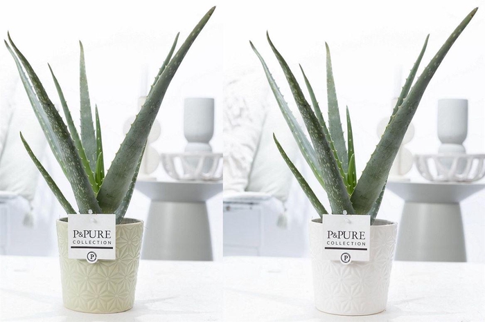 <h4>Aloe Vera Keramiek Juliette</h4>