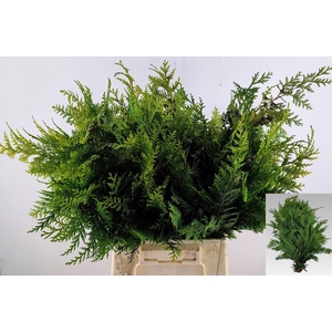 Chama La Stewarti Bs