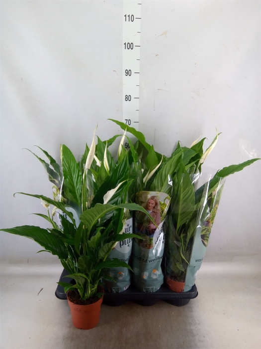 <h4>Spathiphyllum  'Sweet Chico'</h4>
