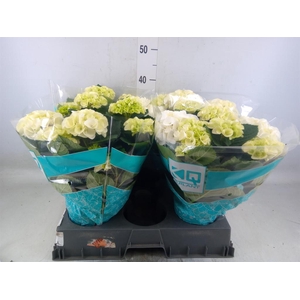 Hydrangea mac. 'Hi Ice'