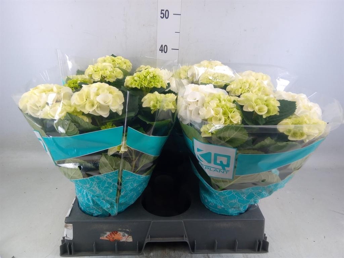 <h4>Hydrangea mac. 'Hi Ice'</h4>