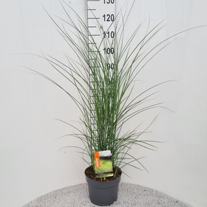 Miscanthus Sin. Gracillimus P26
