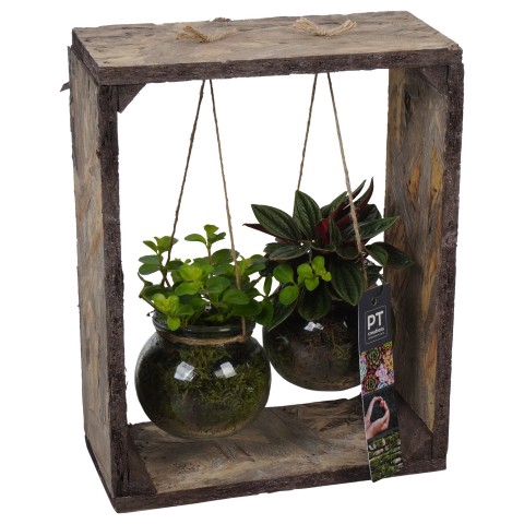 <h4>PTGIG2129 Arrangementen kamerplanten groen</h4>