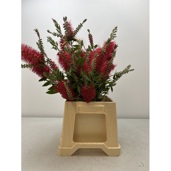 <h4>CALISTEMO PB</h4>