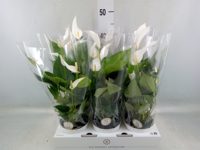 <h4>Anthurium  'Banderola Cava'</h4>