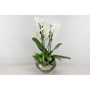 arr2 PL - Glas Olay phal wit vlinder