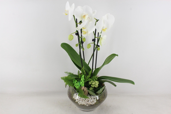 <h4>arr2 PL - Glas Olay phal wit vlinder</h4>