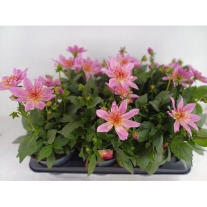 DAHL D M STARBU PINK