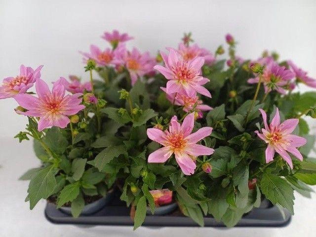 <h4>DAHL D M STARBU PINK</h4>