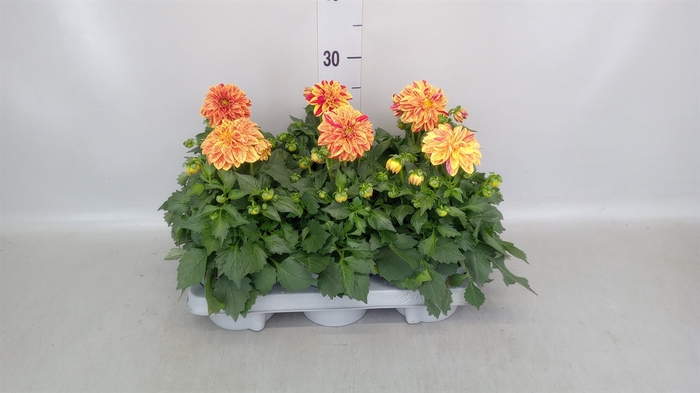<h4>Dahlia   ...</h4>