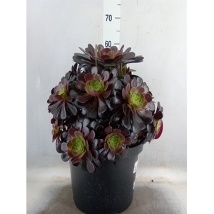 Aeonium arboreum 'Velours'