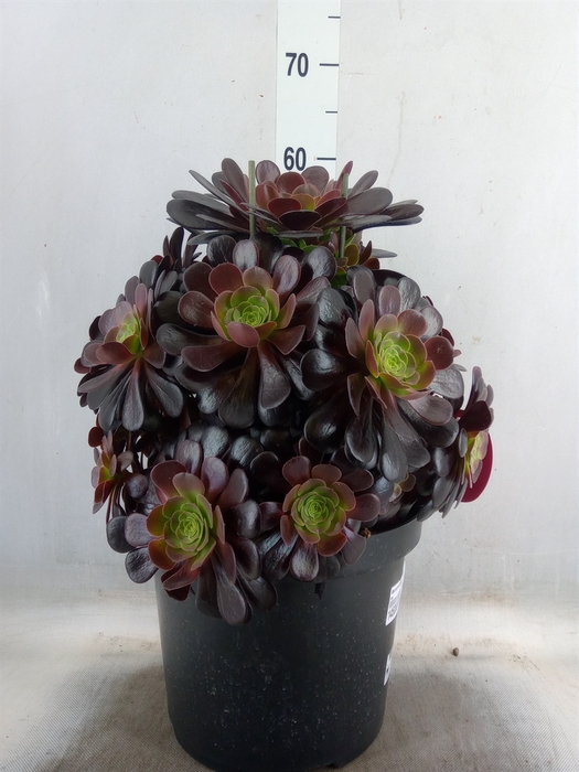 <h4>Aeonium arboreum 'Velours'</h4>
