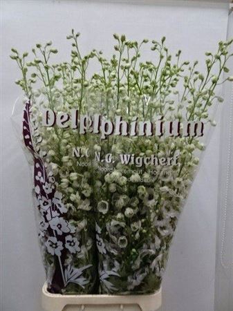 <h4>Delph Du Dewi Rocket</h4>