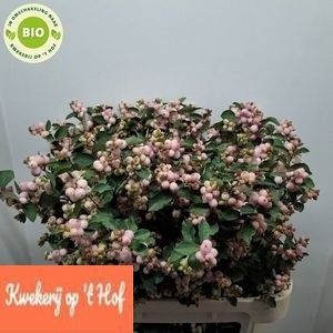 <h4>Sympho Charming Fantasy GE Hof</h4>