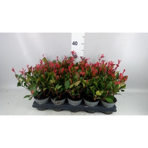 Photinia fraseri 'Little Red Robin'
